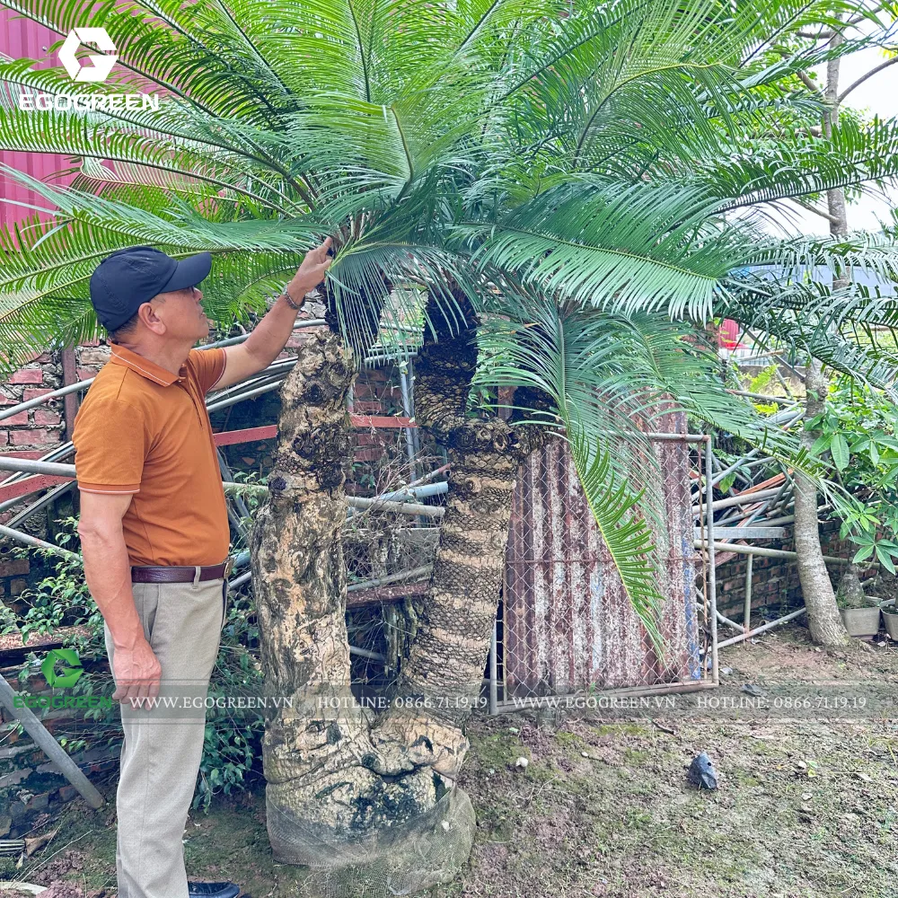 Nghệ nhân Đỗ Duy Quân luôn đồng hành trong mọi dự án của EGOGREEN